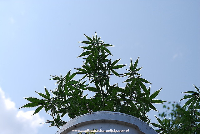 marihuana_horyniec_1