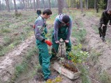 Obraz przedstawiający Tysiąc drzew na Święto Drzewa 2012 w Nadleśnictwie Oleszyce