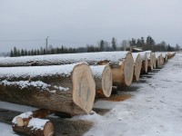 Obraz przedstawiający Ponad 25 tysięcy złotych za metr sześcienny drewna - leśnicy podsumowali submisję