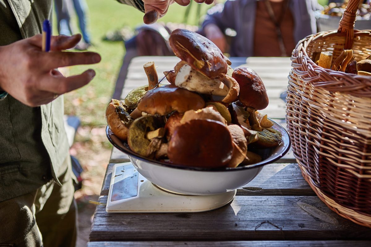 Obraz przedstawiający Ewelina Żelisko z tytułem Roztoczańskiego Króla Grzybobrania