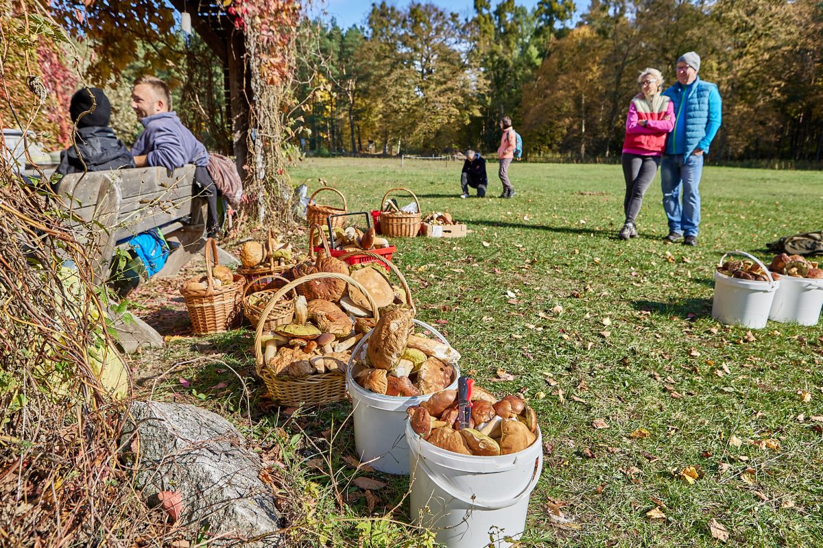 Obraz przedstawiający Ewelina Żelisko z tytułem Roztoczańskiego Króla Grzybobrania