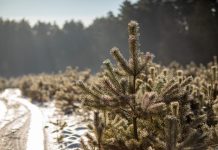 Leśnicy ruszają ze sprzedażą choinek