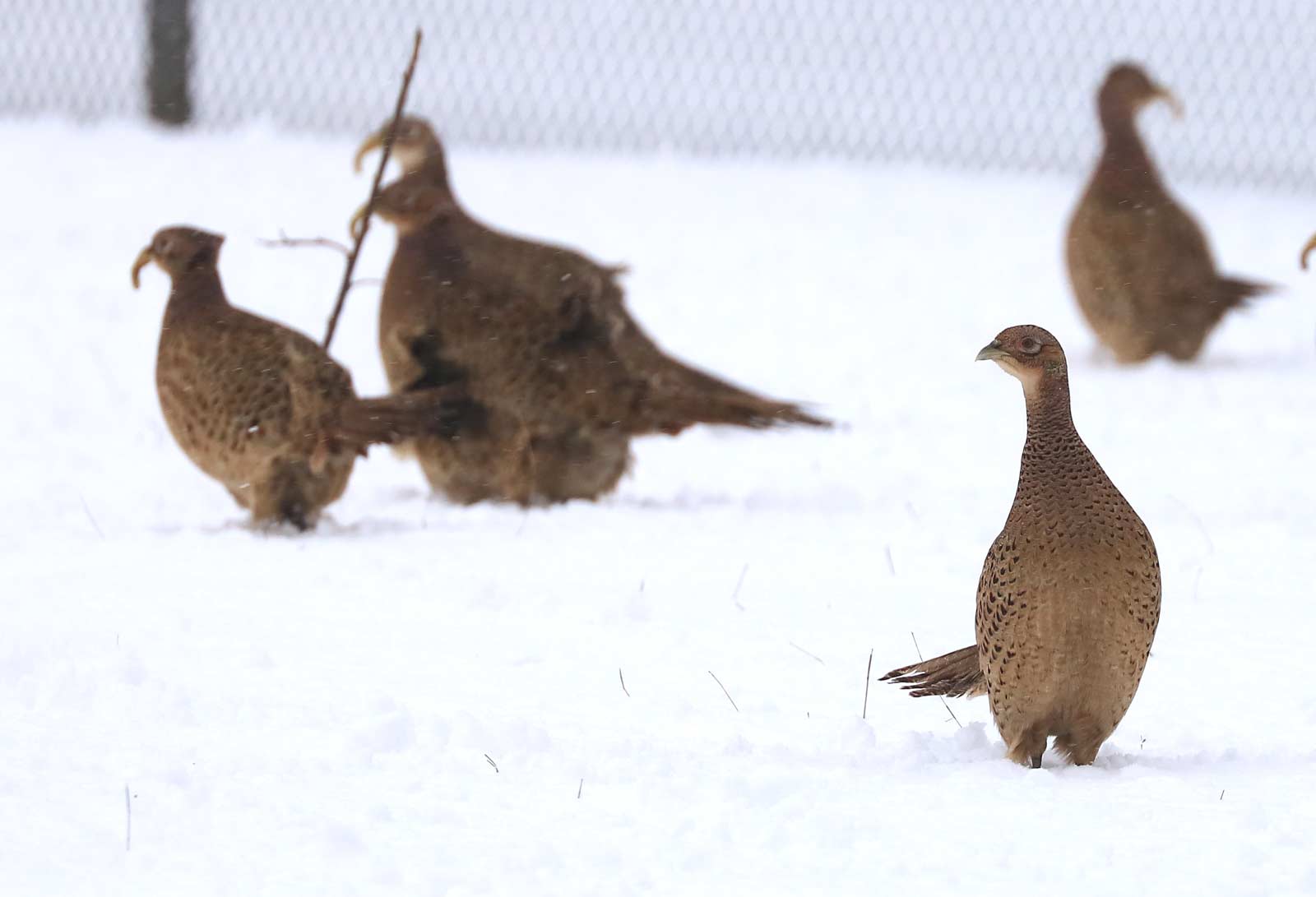 Obraz przedstawiający Bażanty na ogródkach działkowych to częsty widok zimą