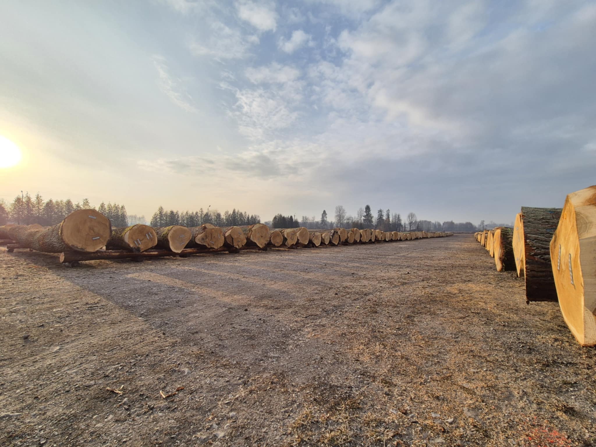 Obraz przedstawiający Submisja drewna w Oleszycach – cenne gatunki na sprzedaż