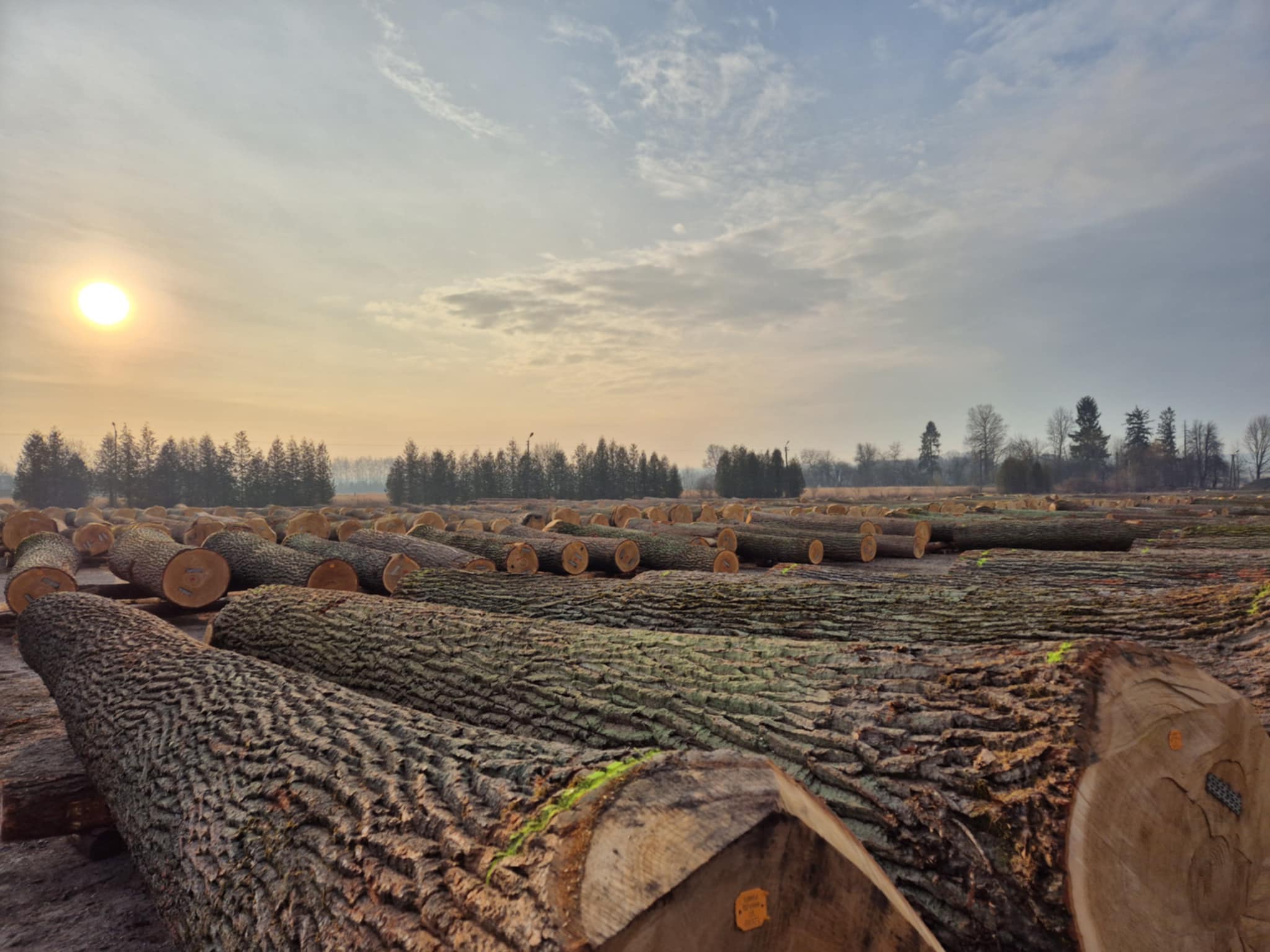 Obraz przedstawiający Submisja drewna w Oleszycach – cenne gatunki na sprzedaż