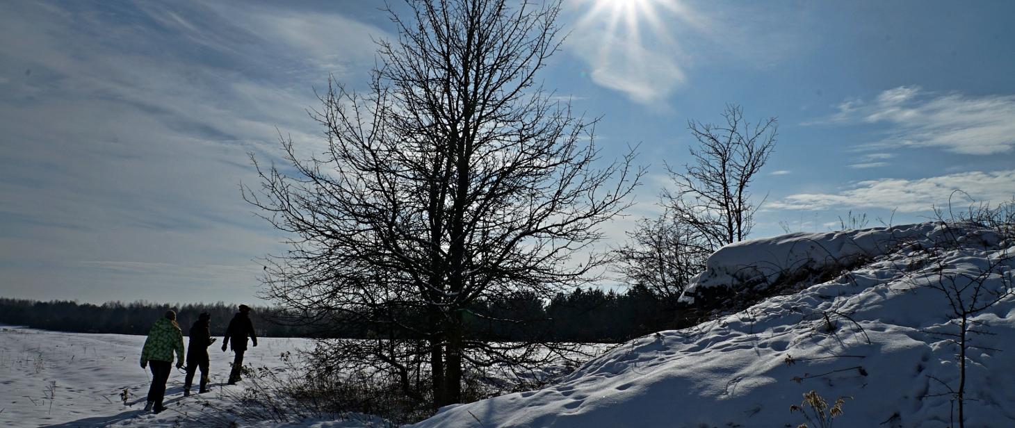 Obraz przedstawiający Mopek, gacek brunatny i szary zimują w bunkrach w okolicy Nowego Brusna