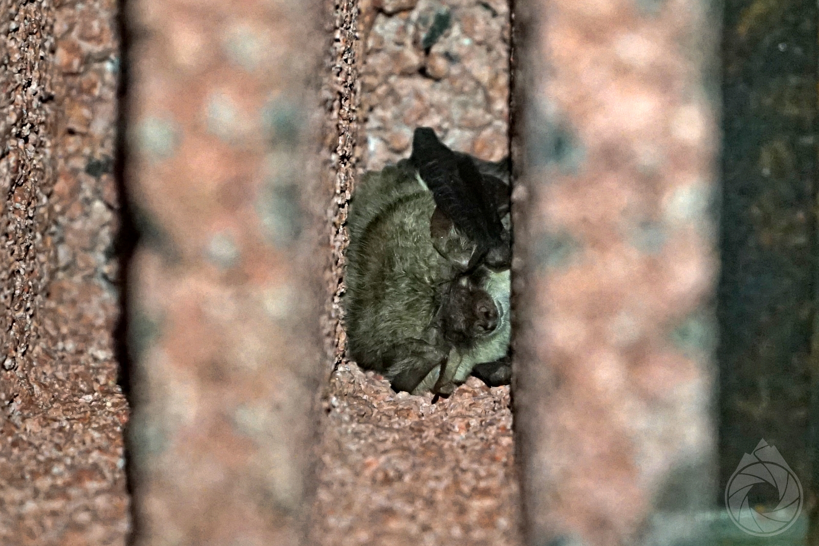 Obraz przedstawiający Mopek, gacek brunatny i szary zimują w bunkrach w okolicy Nowego Brusna