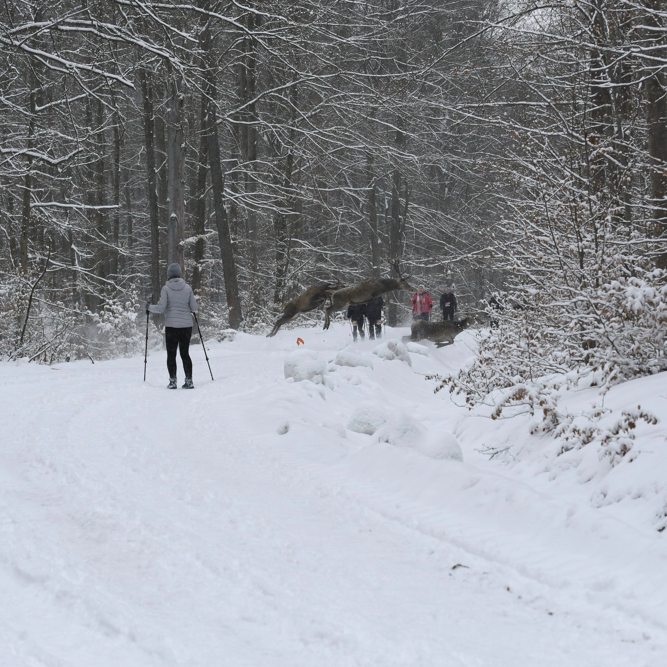 Obraz przedstawiający Niezwykłe spotkanie podczas zimowych zawodów w Nadleśnictwie Oleszyce