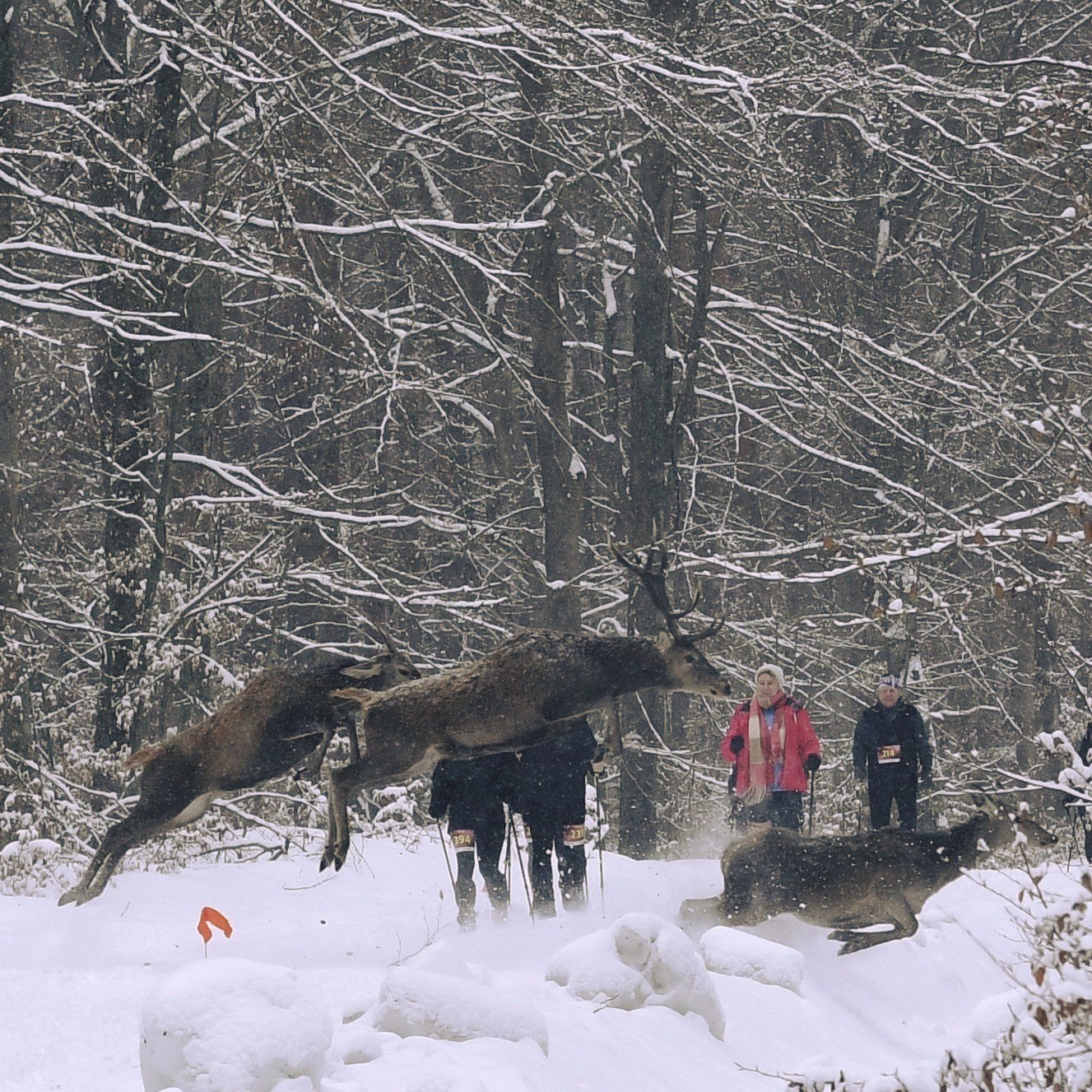 Obraz przedstawiający Niezwykłe spotkanie podczas zimowych zawodów w Nadleśnictwie Oleszyce
