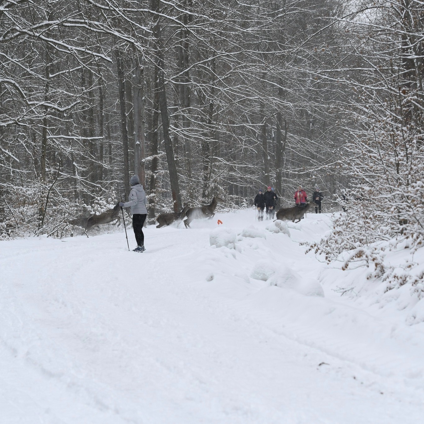Obraz przedstawiający Niezwykłe spotkanie podczas zimowych zawodów w Nadleśnictwie Oleszyce