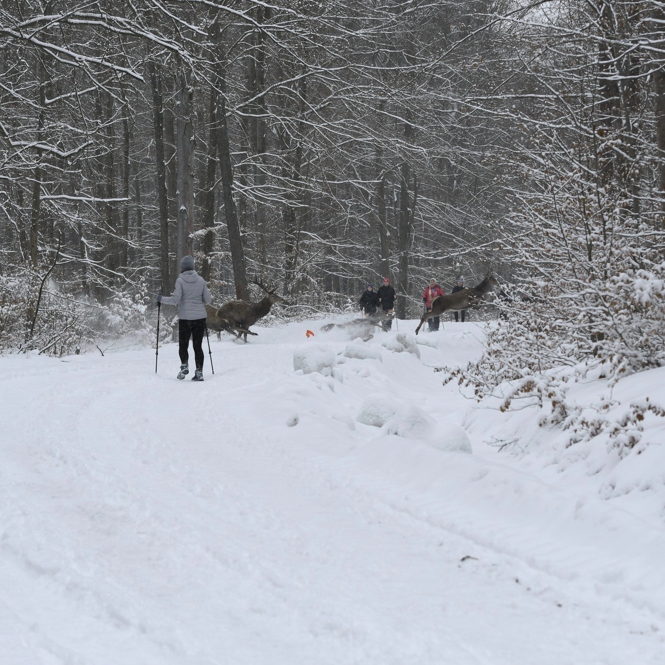 Obraz przedstawiający Niezwykłe spotkanie podczas zimowych zawodów w Nadleśnictwie Oleszyce