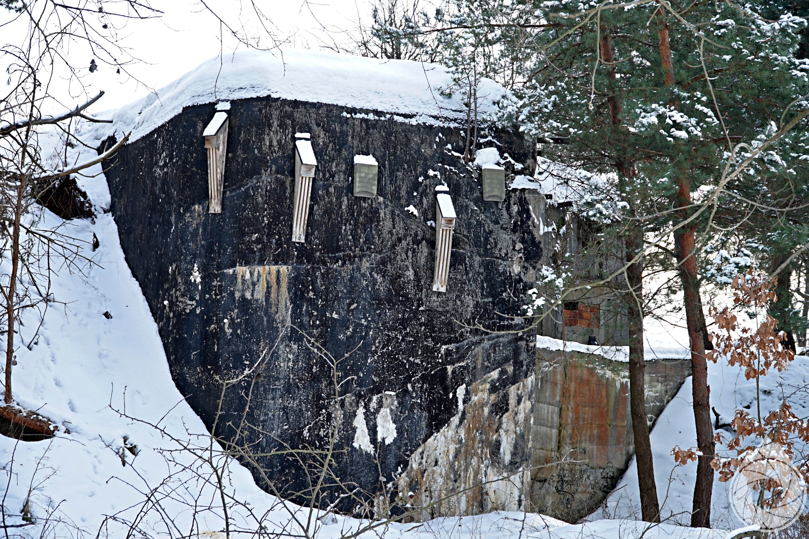 Obraz przedstawiający Mopek, gacek brunatny i szary zimują w bunkrach w okolicy Nowego Brusna