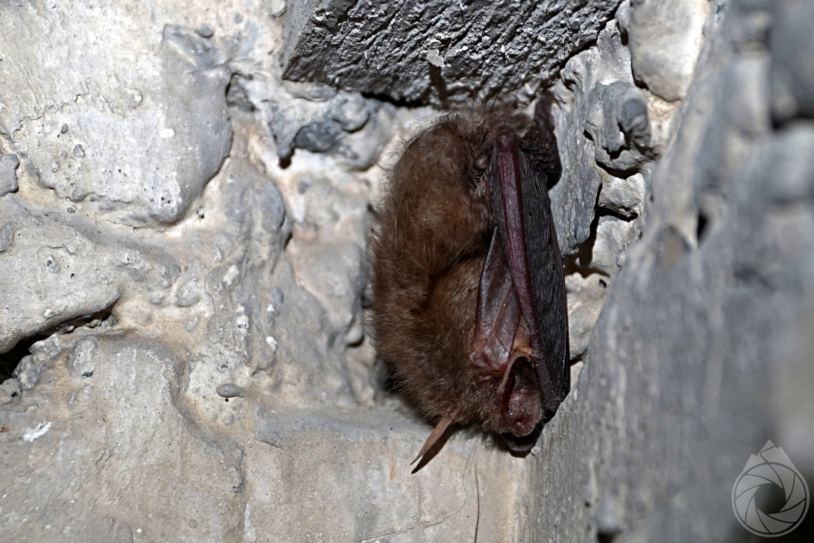 Obraz przedstawiający Mopek, gacek brunatny i szary zimują w bunkrach w okolicy Nowego Brusna