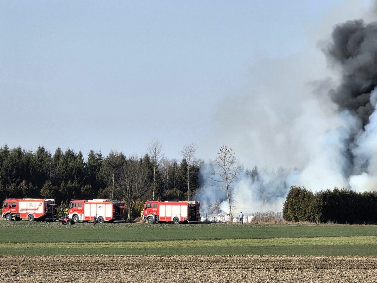 Obraz przedstawiający Pożar nieużytków w gminie Oleszyce. Ogień pojawił się w lasku przy drodze do Suchej Woli