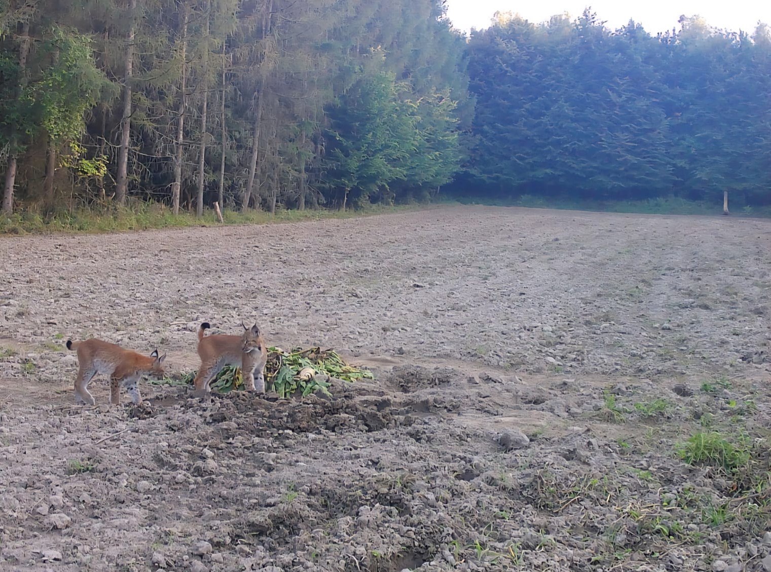 Obraz przedstawiający Rodzina rysiów przyłapana przez fotopułapkę. Niezwykłe ujęcia z lasów Nadleśnictwa Narol
