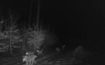 Obraz przedstawiający Festiwal Folkowisko 2026 w Gorajcu – znamy datę i temat przewodni