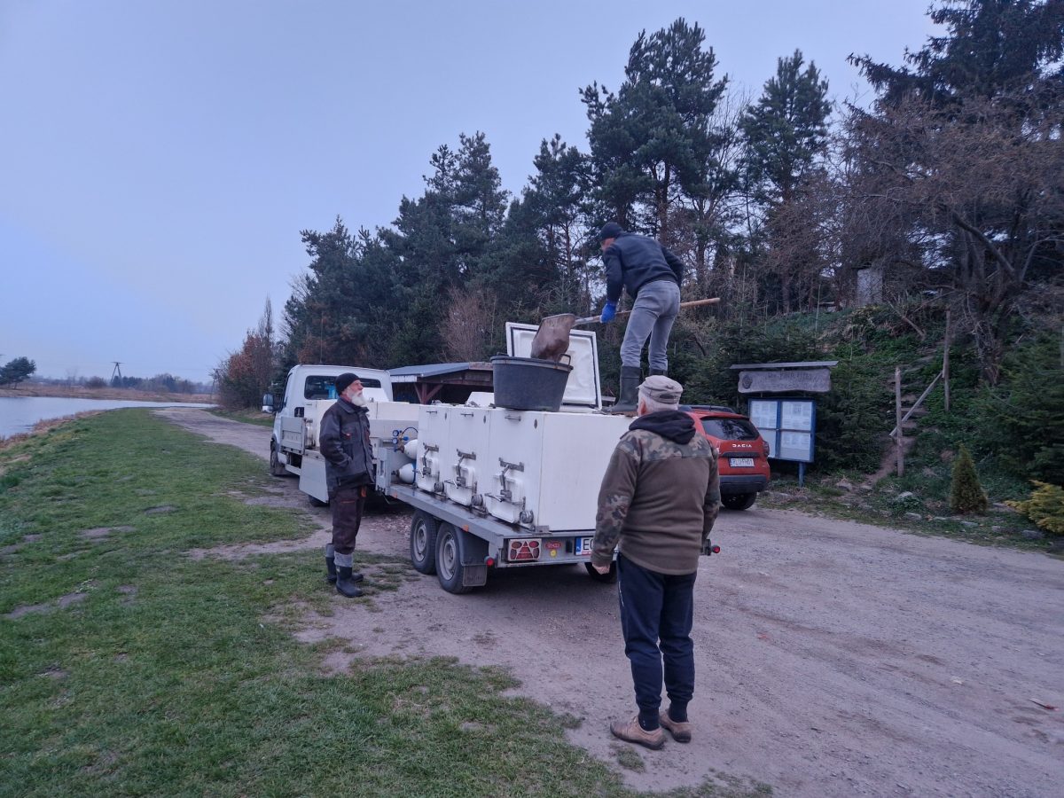 Obraz przedstawiający Zarybienia w powiecie lubaczowskim. PZW wpuściło blisko tonę ryb