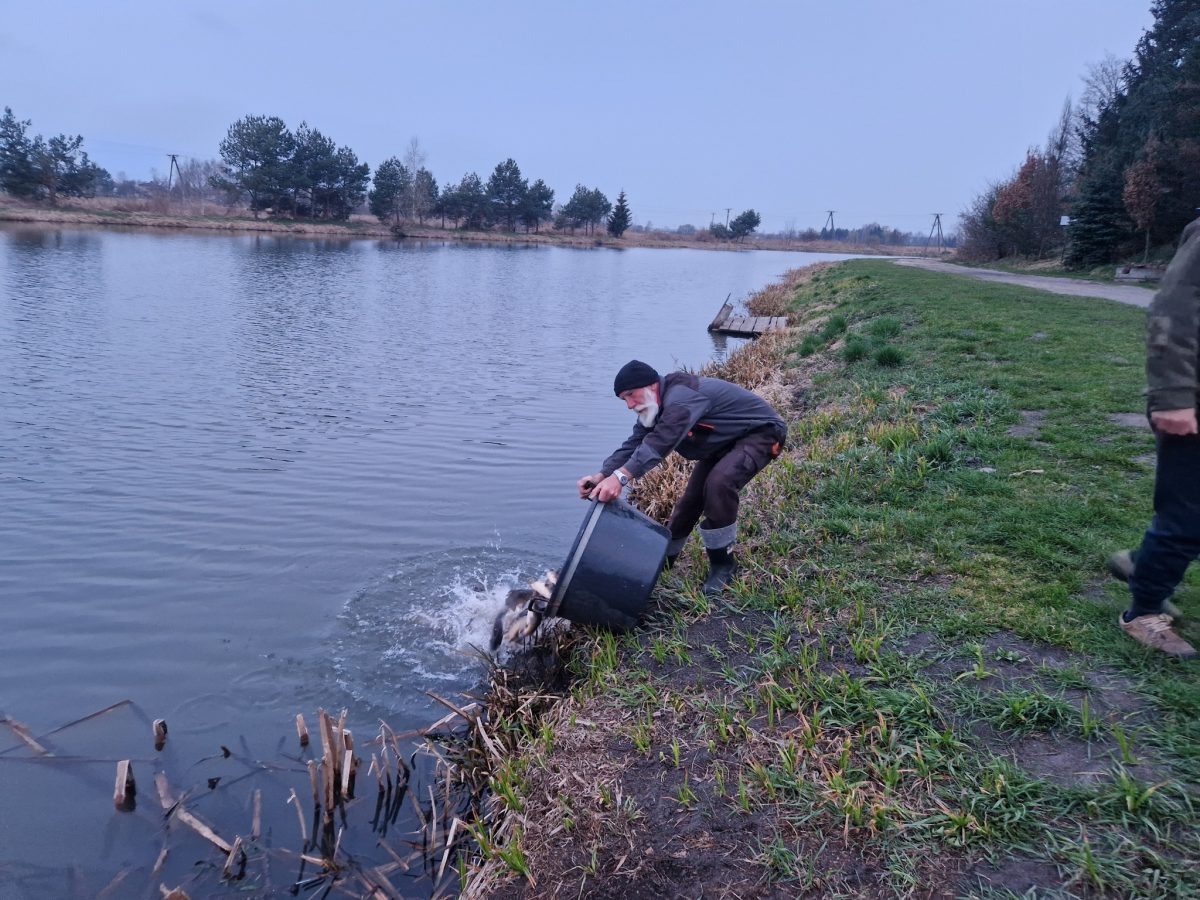 Obraz przedstawiający Zarybienia w powiecie lubaczowskim. PZW wpuściło blisko tonę ryb