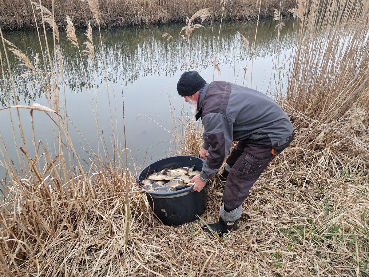 Obraz przedstawiający Zarybienia w powiecie lubaczowskim. PZW wpuściło blisko tonę ryb