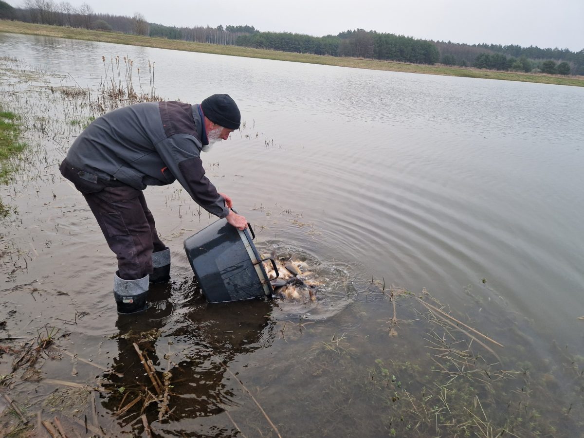 Obraz przedstawiający Zarybienia w powiecie lubaczowskim. PZW wpuściło blisko tonę ryb