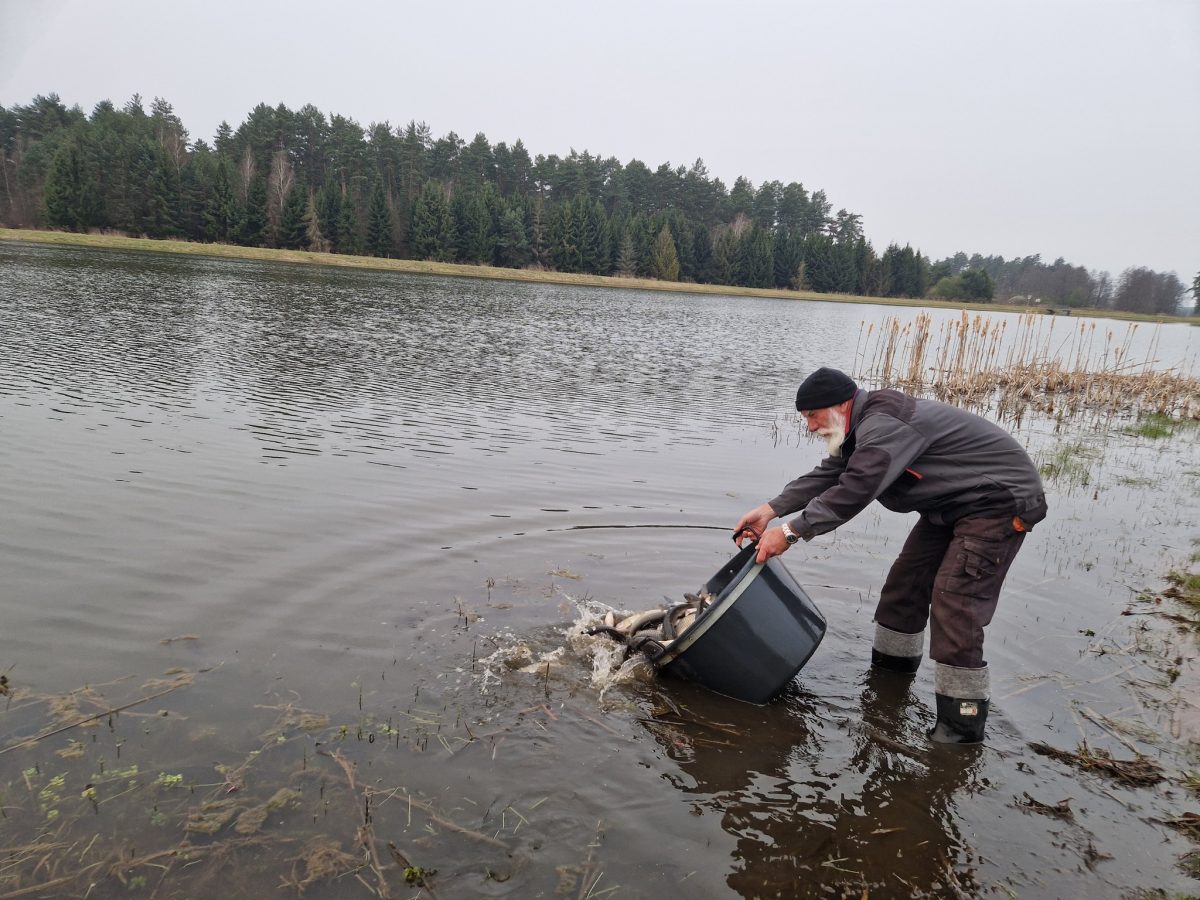 Obraz przedstawiający Zarybienia w powiecie lubaczowskim. PZW wpuściło blisko tonę ryb