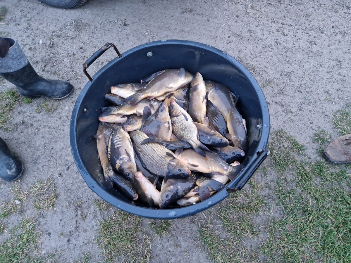 Obraz przedstawiający Zarybienia w powiecie lubaczowskim. PZW wpuściło blisko tonę ryb