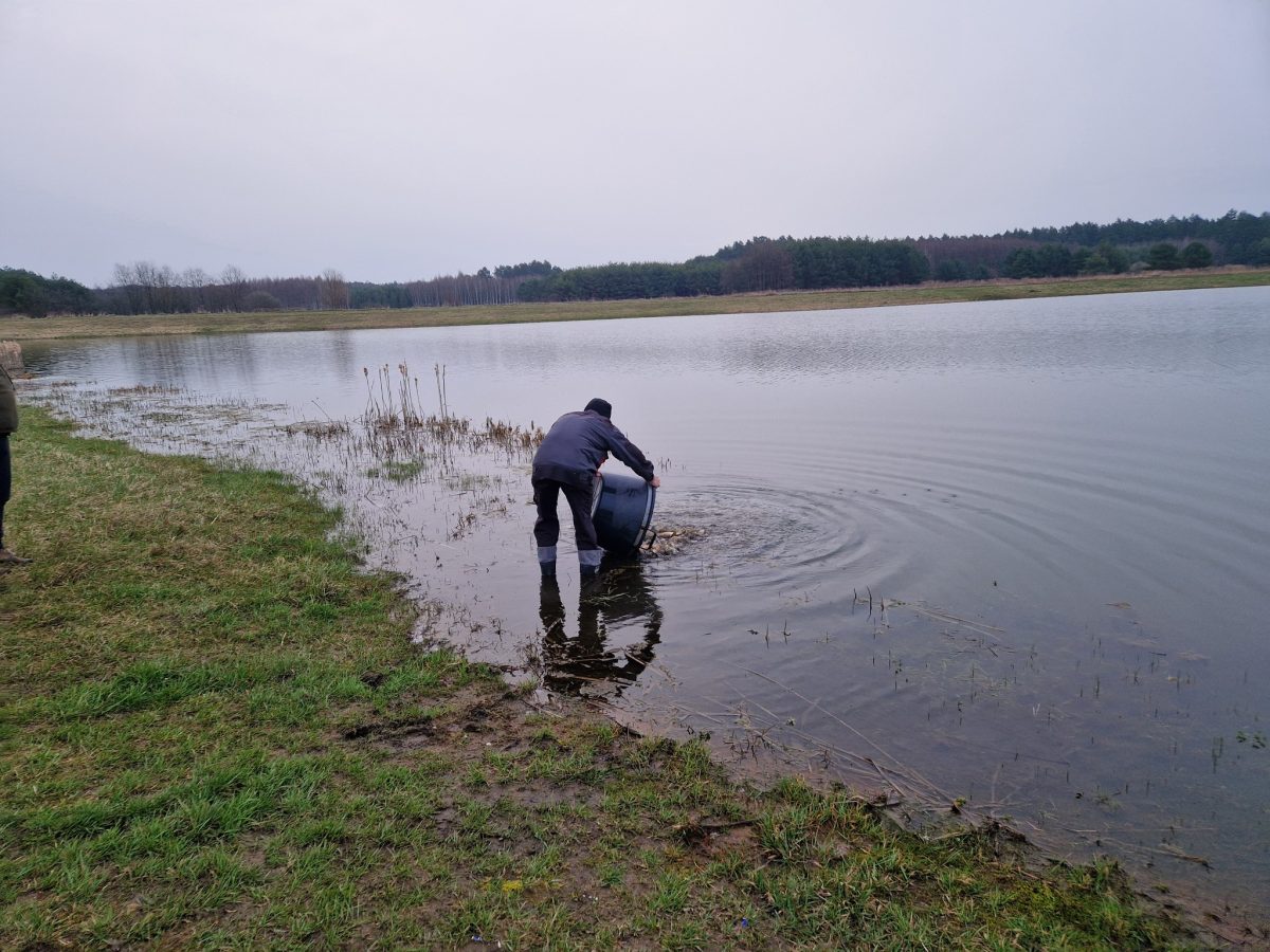 Obraz przedstawiający Zarybienia w powiecie lubaczowskim. PZW wpuściło blisko tonę ryb