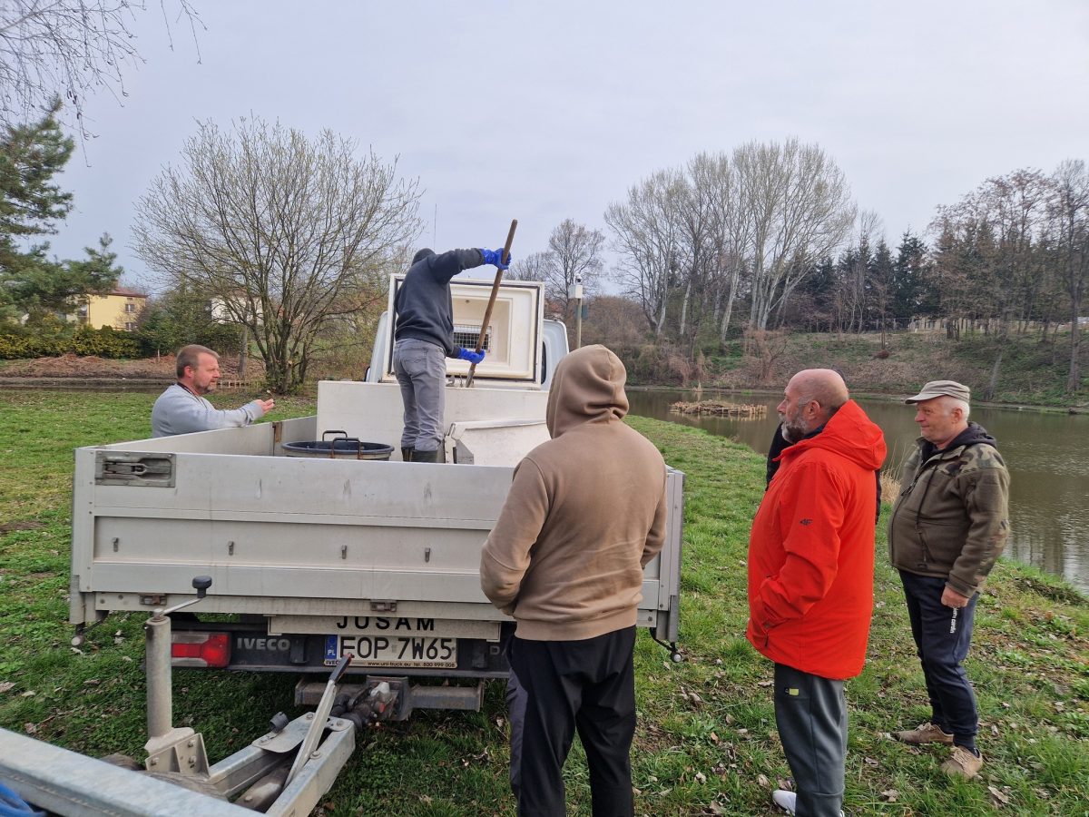 Obraz przedstawiający Zarybienia w powiecie lubaczowskim. PZW wpuściło blisko tonę ryb